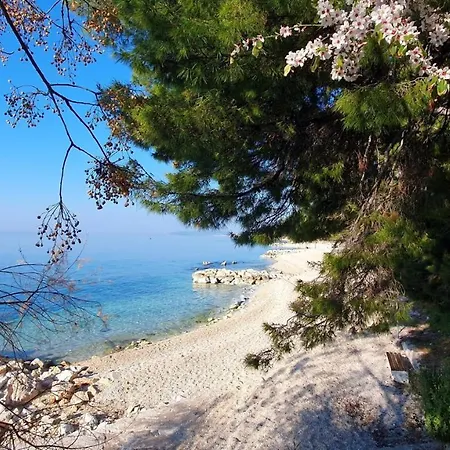 Nikola * スプリト